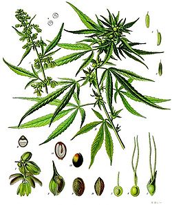  Chanvre ou canabis (Cannabis sativa)